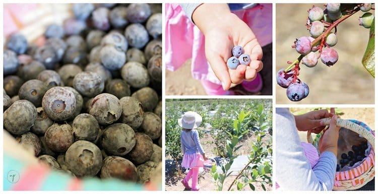 collage showing a picture of a girl blueberry picking and just the blueberries