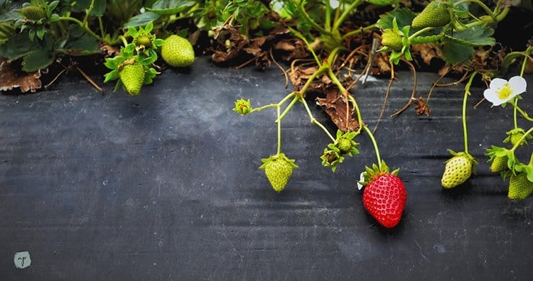 strawberry plant at the farm