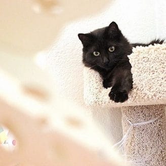kitty sitting in cat tower before going to pet boarding facility