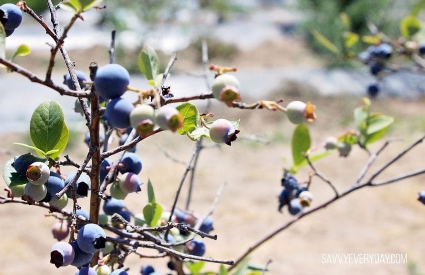 blueberry bush