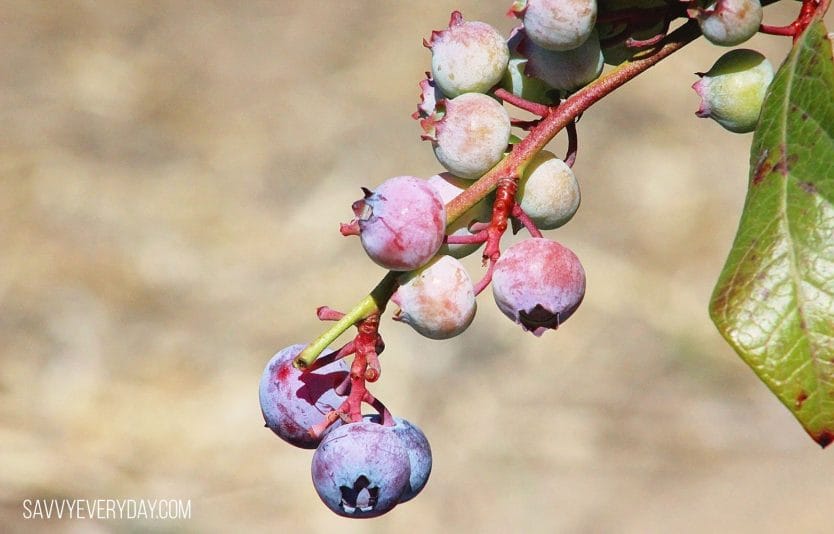 blueberry stem