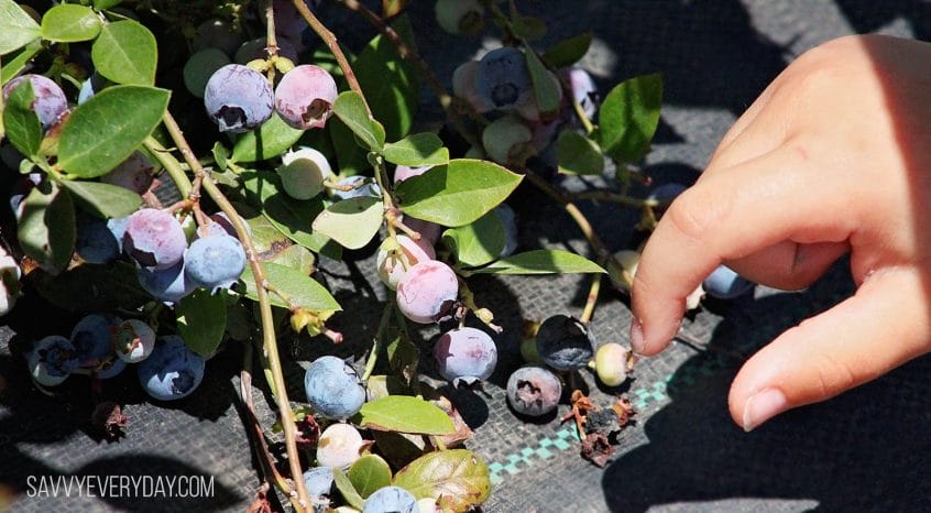 picking blueberries_logo