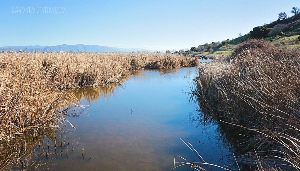 dry grass river