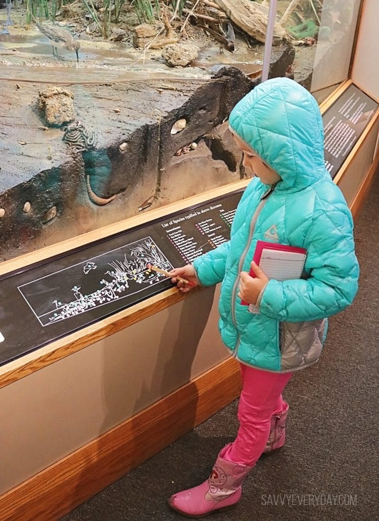 Looking at the marsh exhibit