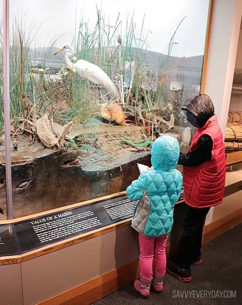 Kids looking at marshland inhabitants exhibit