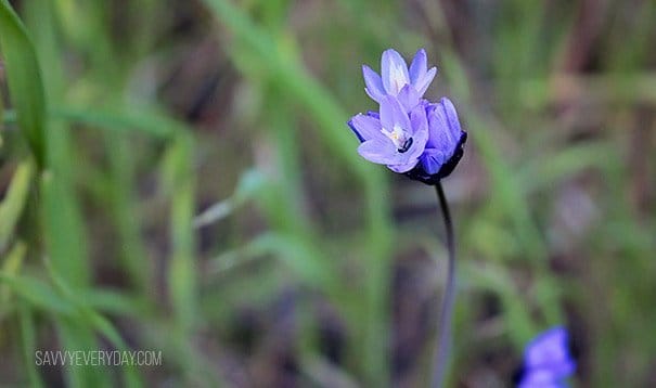 purple flowers_logo