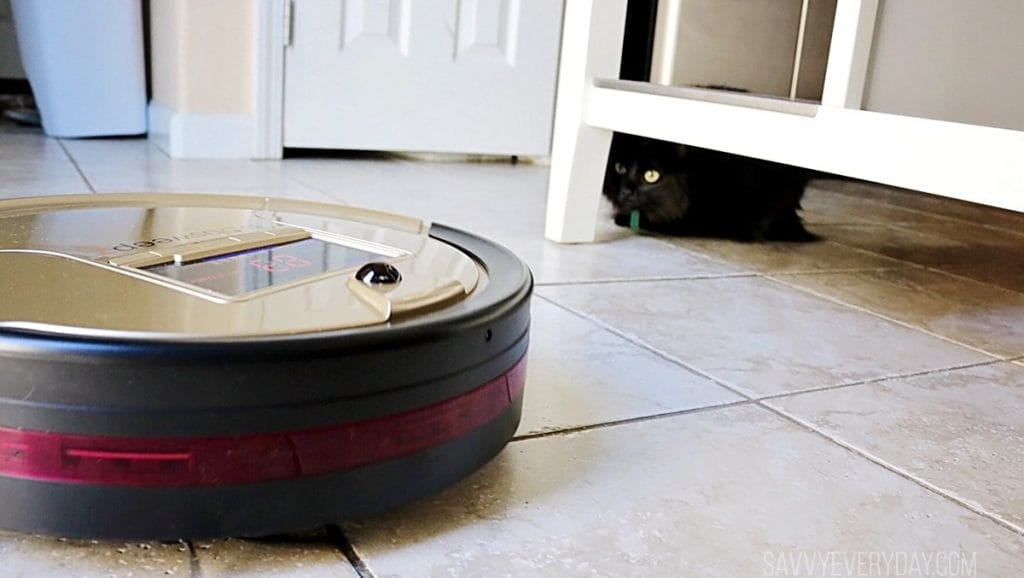 cat watching robotic vacuum