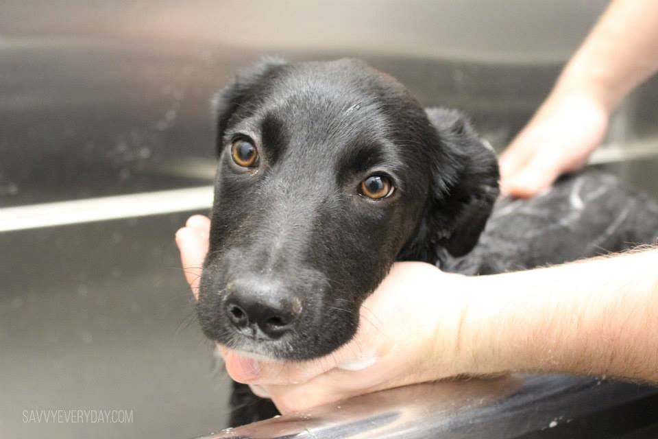 dog getting a bath