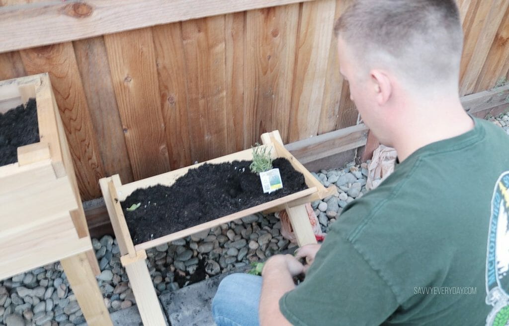 planting in the garden