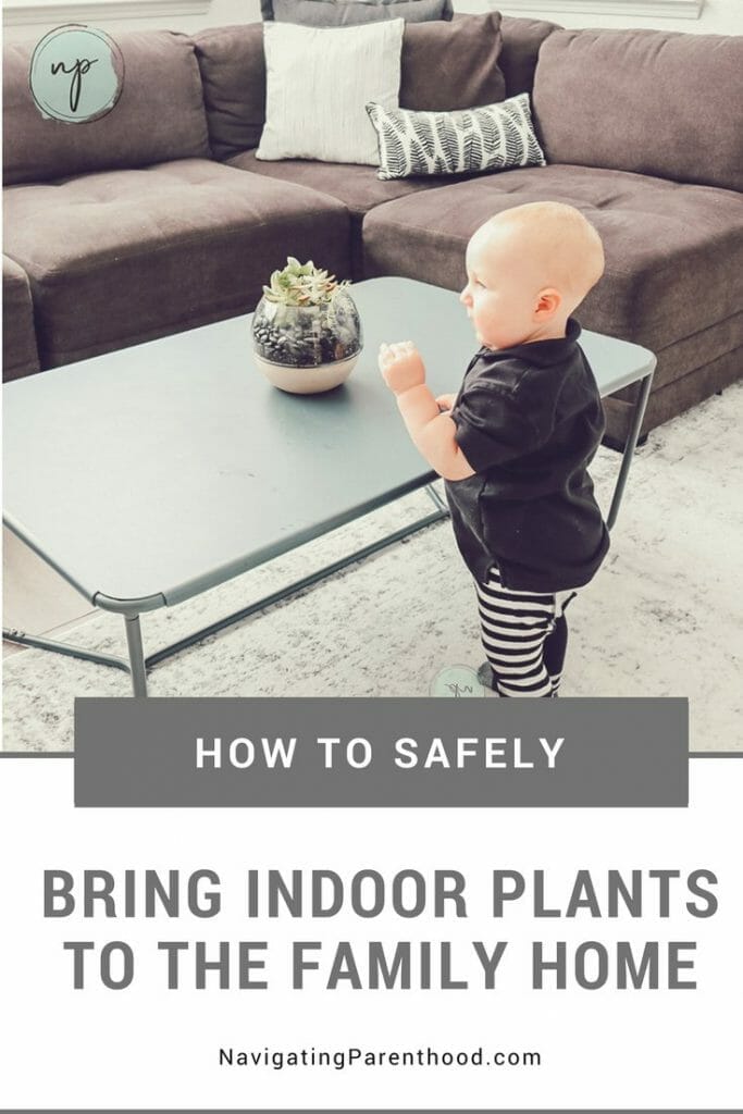 How to Safely Bring Indoor Plants to the Family Home