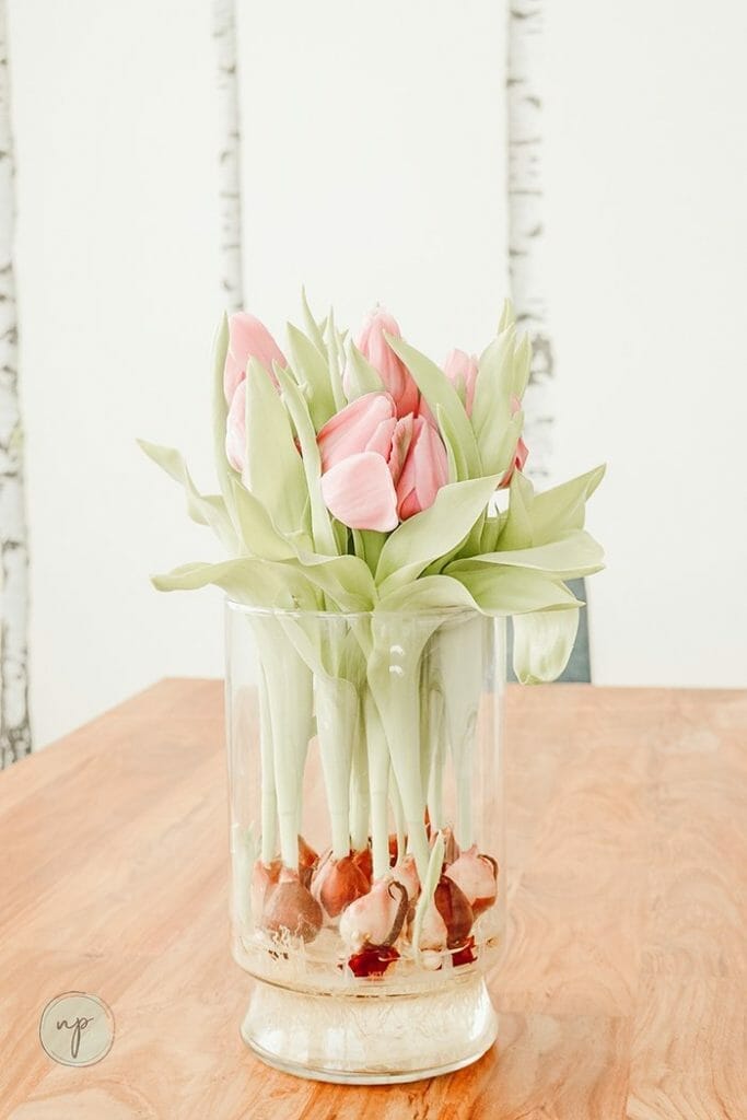indoor plant- tulip vase
