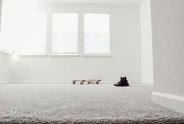 cat sitting in empty loft