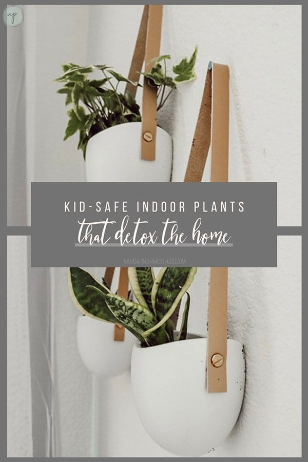 Kid-Safe Indoor Plants that Clean the Air
