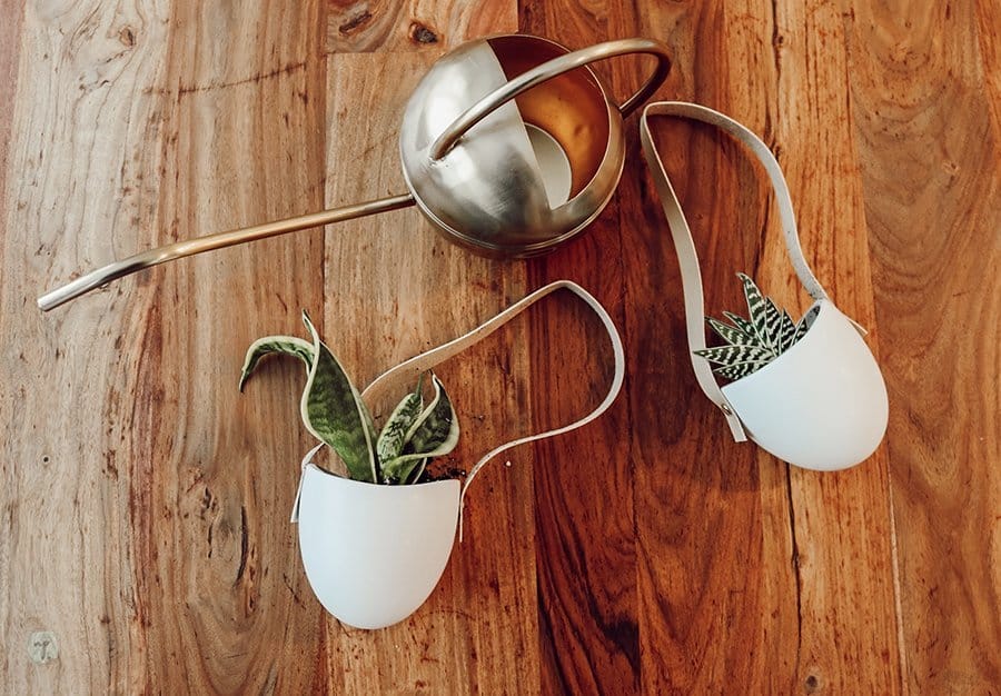 small potted snake plant and aloe vera plant lay on a table with a gold watering can