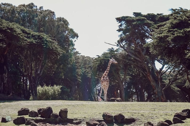 giraffe at San Francisco Zoo